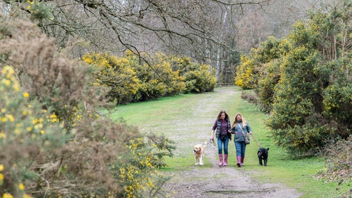 Kinver Edge dog walking heathland spring Staffordshire